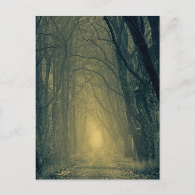 Mysterious yellow light in forest postcard (Front)