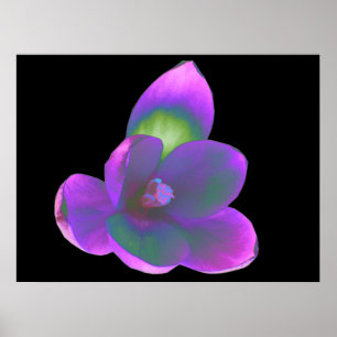 Mystic Beauty Crocus Flower Print