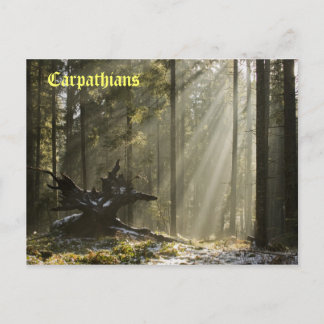 Mystic forest postcard