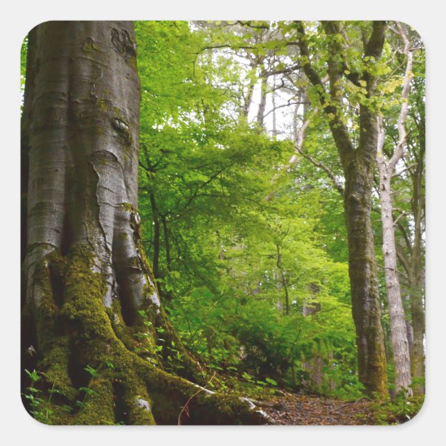 Mystic Forset Square Sticker (Front)