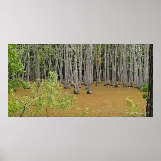 Mystic Swamp Poster (Front)