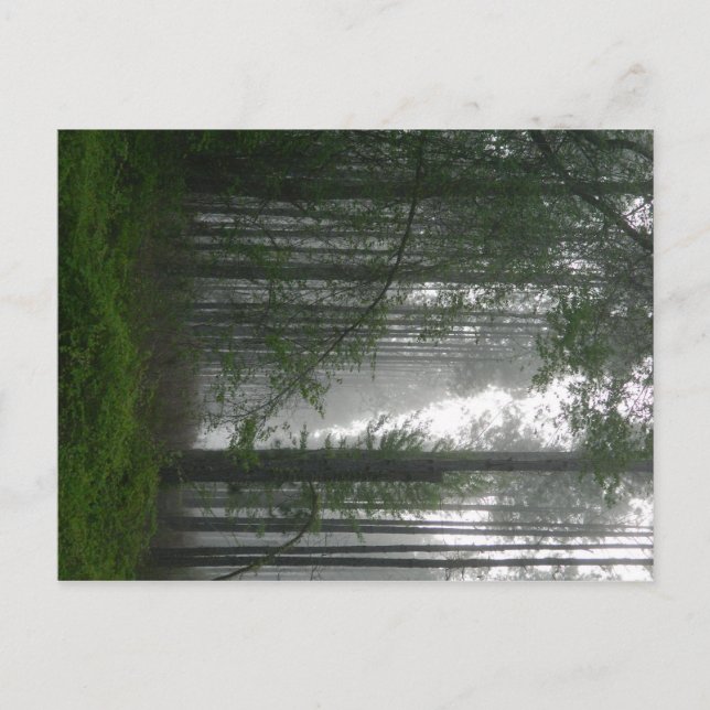 Mystic Woods Postcard (Front)
