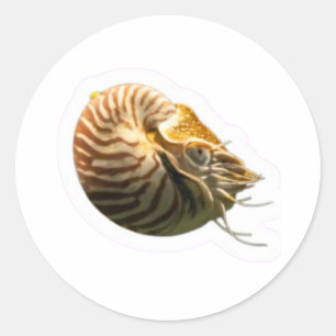 Mystical Chambered Nautilus Shell Sticker, Living Classic Round Sticker