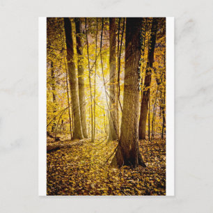 Mystical Forest Postcard
