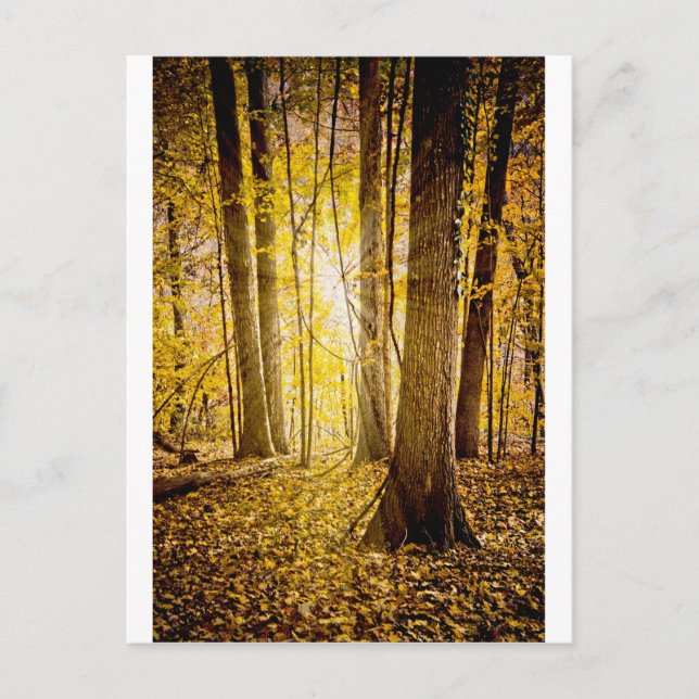 Mystical Forest Postcard (Front)