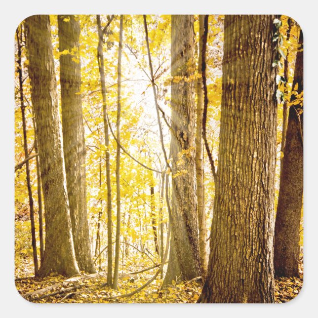 Mystical Forest Square Sticker (Front)