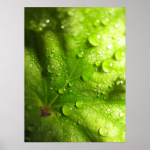 Mystical Leaves (2) Poster