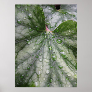 Mystical Leaves (3) Poster