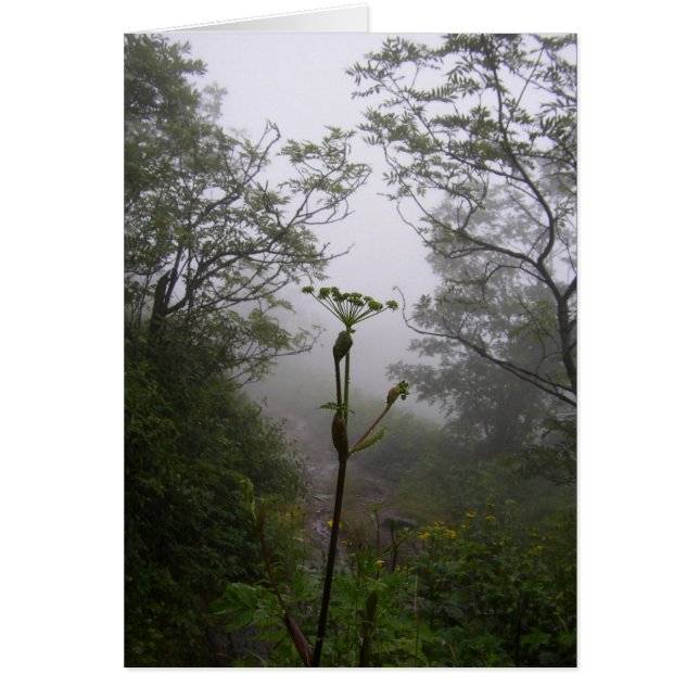 Mystical Morning (Front)