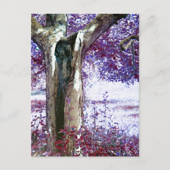 Mystical Tree Postcard (Front)