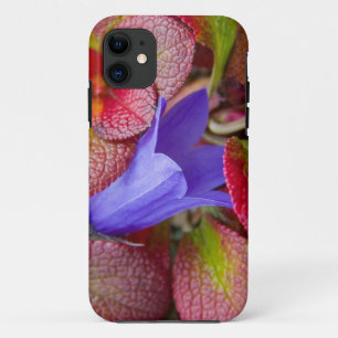 N.A., USA, Alaska.  Bluebell in the tundra in iPhone 11 Case