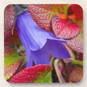 N.A., USA, Alaska. Bluebell in the tundra in Coaster