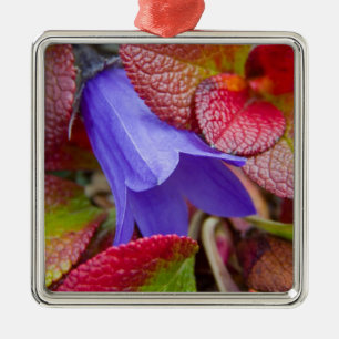N.A., USA, Alaska. Bluebell in the tundra in Metal Ornament