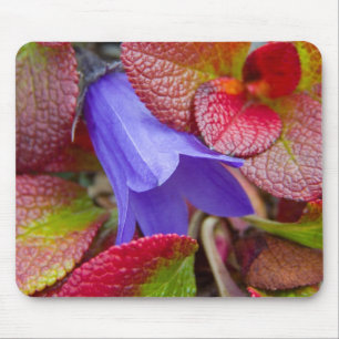 N.A., USA, Alaska. Bluebell in the tundra in Mouse Pad