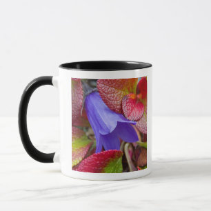 N.A., USA, Alaska. Bluebell in the tundra in Mug