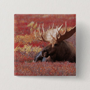 N.A., USA, Alaska, Denali National Park, Bull 15 Cm Square Badge