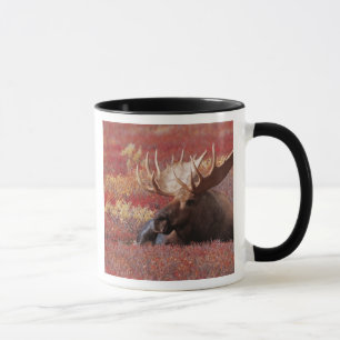 N.A., USA, Alaska, Denali National Park, Bull Mug