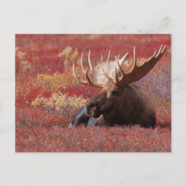 N.A., USA, Alaska, Denali National Park, Bull Postcard (Front)