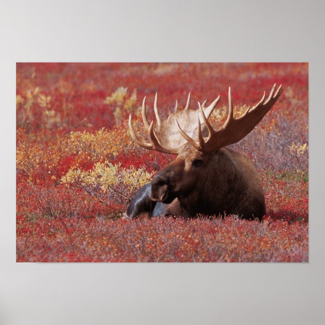 N.A., USA, Alaska, Denali National Park, Bull Poster (Front)