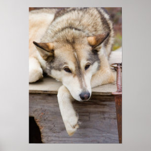 N.A., USA, Alaska. Husky sled dogs at Poster