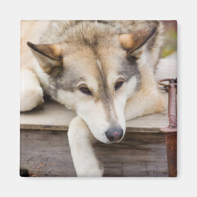 N.A., USA, Alaska. Husky sled dogs Magnet (Front)