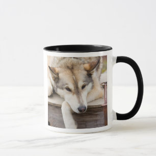N.A., USA, Alaska. Husky sled dogs Mug