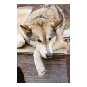 N.A., USA, Alaska. Husky sled dogs Photo Print