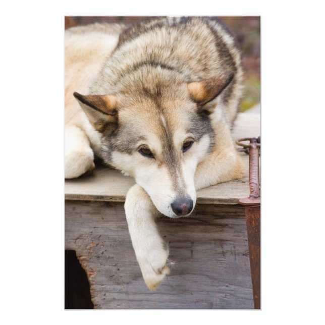N.A., USA, Alaska. Husky sled dogs Photo Print (Front)