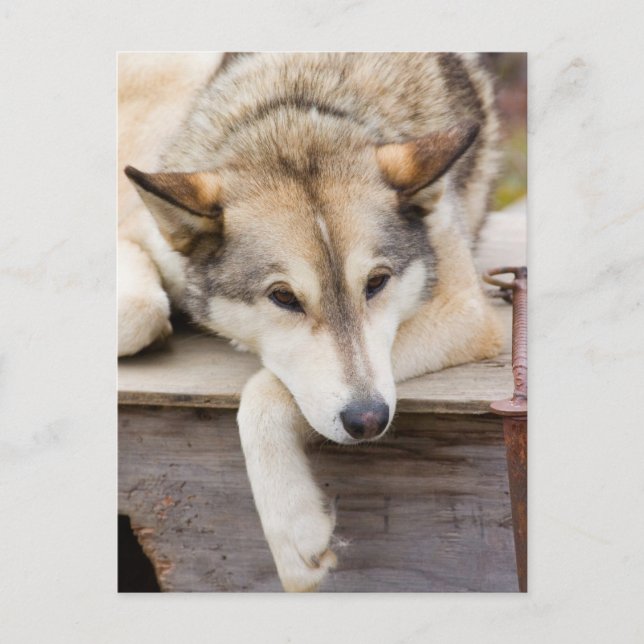 N.A., USA, Alaska. Husky sled dogs Postcard (Front)