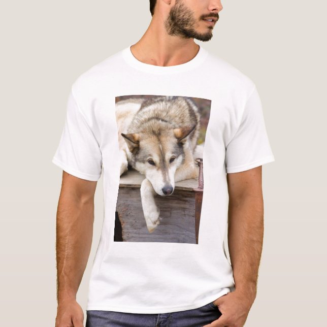 N.A., USA, Alaska. Husky sled dogs T-Shirt (Front)