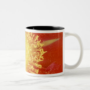 N.A., USA, Arizona, Casa Grande, NM, Desert Two-Tone Coffee Mug