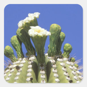 N.A., USA, Arizona, Tucson, Sonora Desert 2 Square Sticker