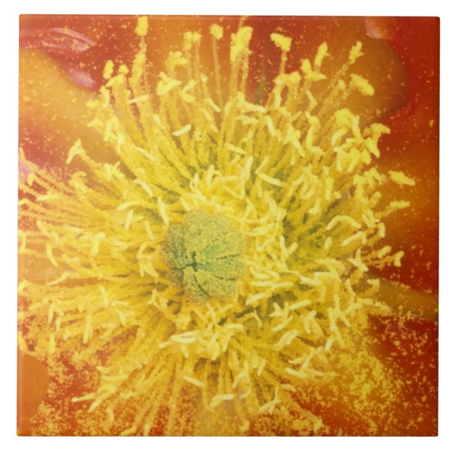 N.A., USA, Arizona, Tucson, Sonora Desert 3 Ceramic Tile (Front)