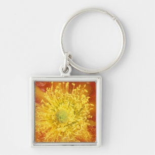 N.A., USA, Arizona, Tucson, Sonora Desert 3 Key Ring