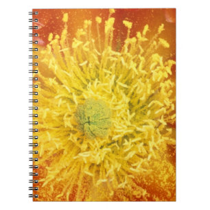 N.A., USA, Arizona, Tucson, Sonora Desert 3 Notebook