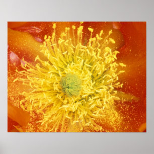 N.A., USA, Arizona, Tucson, Sonora Desert 3 Poster