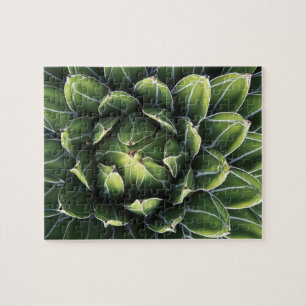 N.A., USA, Arizona, Tucson, Sonora Desert Jigsaw Puzzle