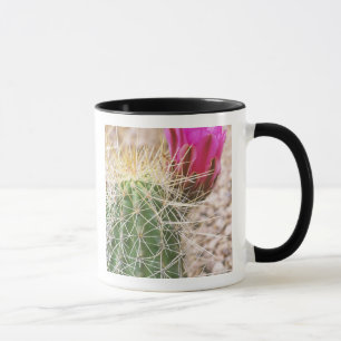 N.A., USA, AZ, Phoenix, Desert Botanical Mug