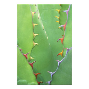 N.A., USA, AZ, Phoenix, Desert Botanical Photo Print