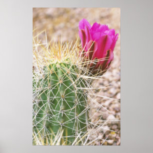 N.A., USA, AZ, Phoenix, Desert Botanical Poster
