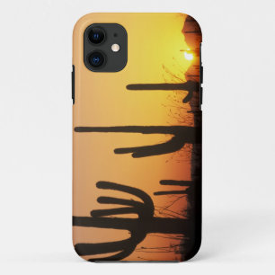 N.A., USA, AZ, Saguaro NP, Saguaro Sunset iPhone 11 Case