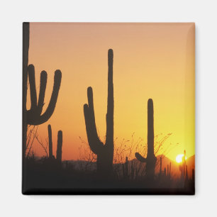 N.A., USA, AZ, Saguaro NP, Saguaro Sunset Magnet