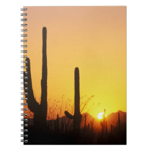 N.A., USA, AZ, Saguaro NP, Saguaro Sunset Notebook