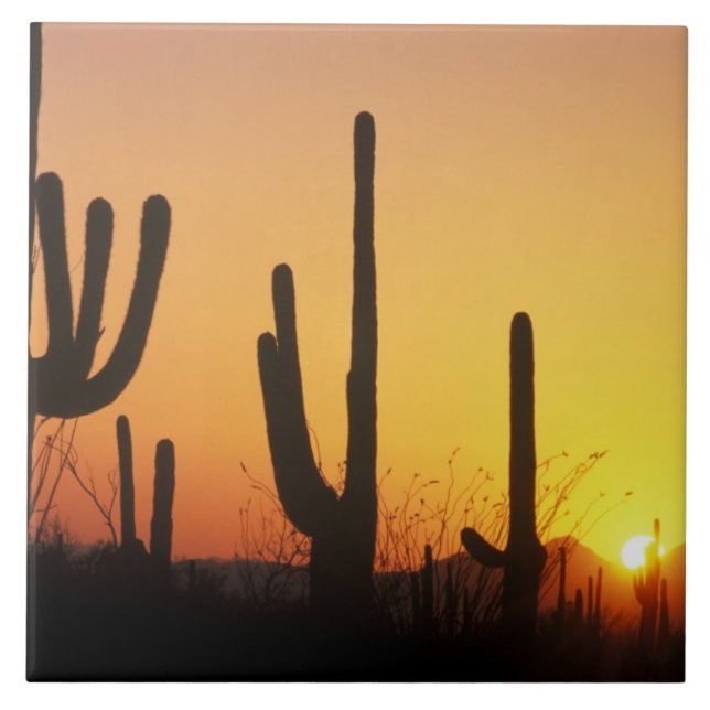 N.A., USA, AZ, Saguaro NP, Saguaro Sunset Tile (Front)