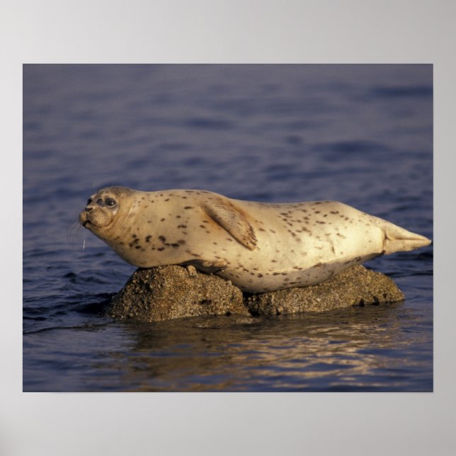 N.A., USA, California, Monterey.  Harbor Seal Poster (Front)