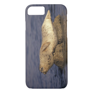 N.A., USA, California, Monterey.  Harbour Seal iPhone 8/7 Case