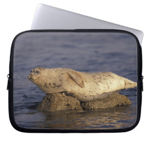 N.A., USA, California, Monterey. Harbour Seal Laptop Sleeve