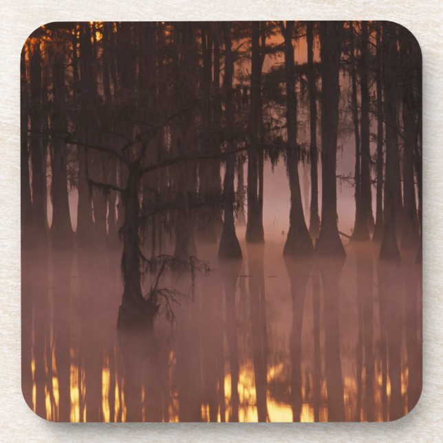 N.A., USA, Georgia, George Smith State Park. Coaster (Front)