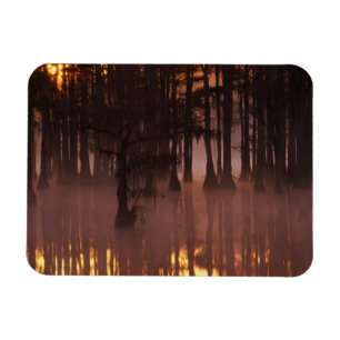 N.A., USA, Georgia, George Smith State Park. Magnet