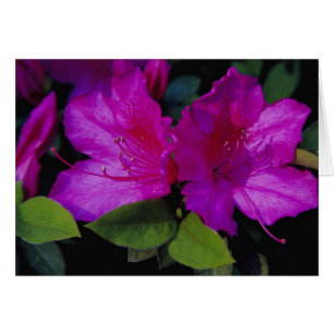 N.A. USA, Georgia, Savannah. Azalea in bloom.